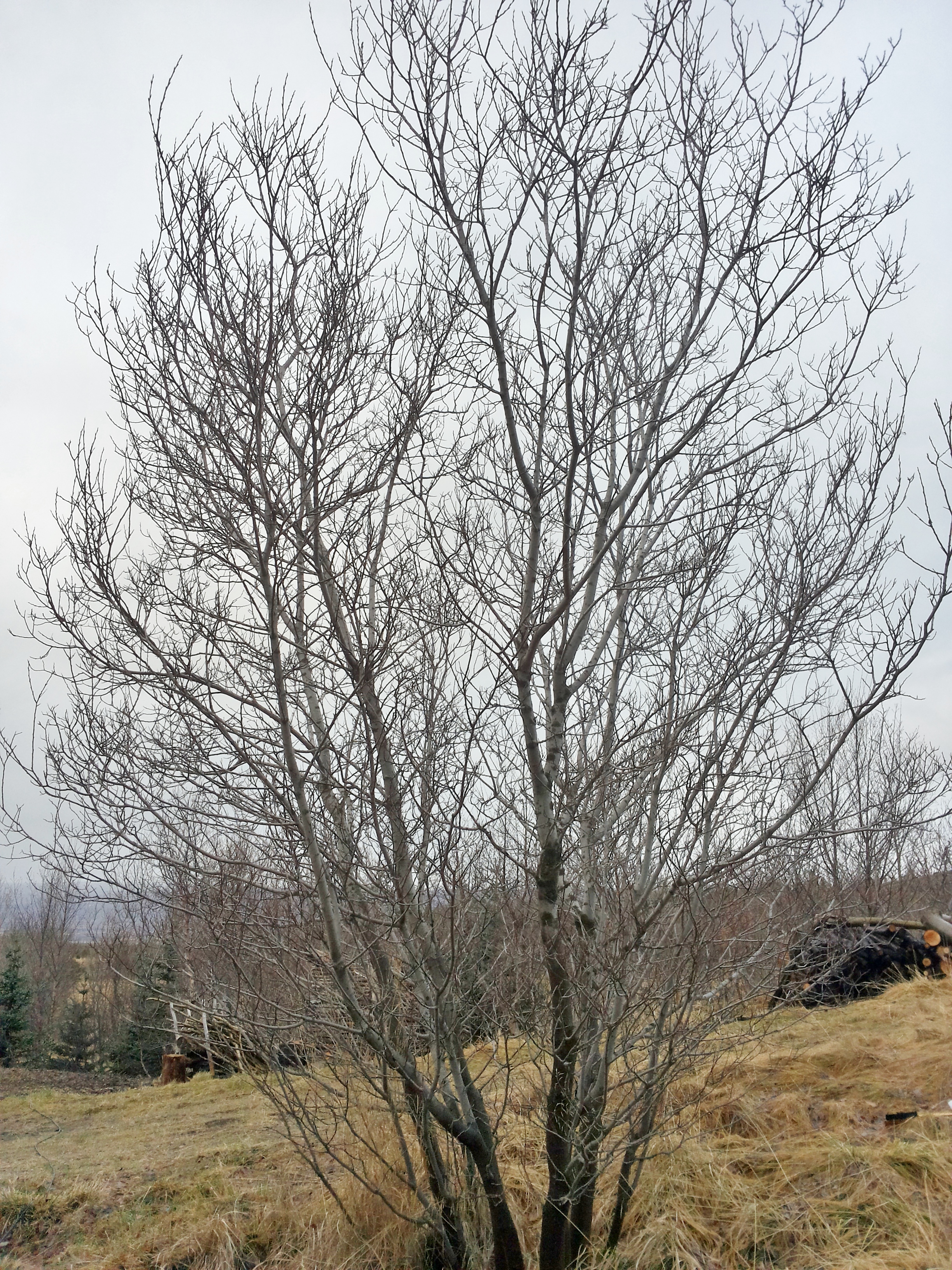 2014-11-28 12.30.17.jpg